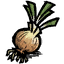 Onion