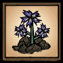 Forget-Me-Lots