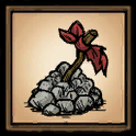 Shallow Grave
