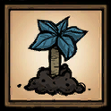 Palmcone Sapling