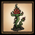 Dragon Fruit Vine