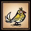 Canary