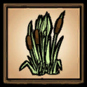 Reeds