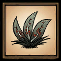 Berry Bush