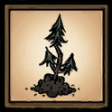 Evergreen Sapling