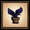 Potted Fern