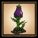 Eggplant Stalk
