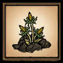 Ackerkraut