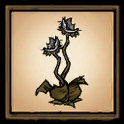 Withered Light Flower