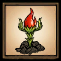 Pepper Plant