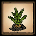 Carrot Plant