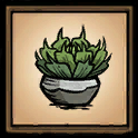 Plante grasse en pot