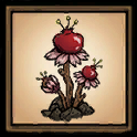 Pomegranate Branch