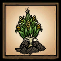 Corn Stalk