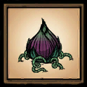 Lureplant