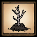 Birchnut Sapling