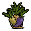 Giant Carrots
